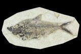 Bargain 6" Fossil Fish (Diplomystus) - Green River Formation - #129559-1